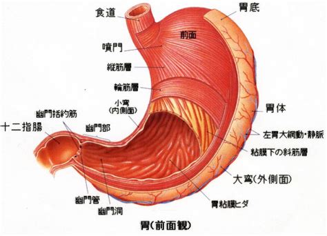 胃位置圖